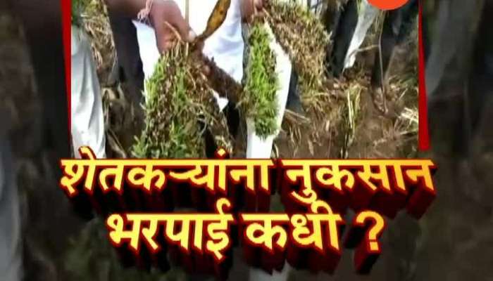 Yavatmal Farmers Cleaning Crop To Get Remaining From Washed Out To Survive