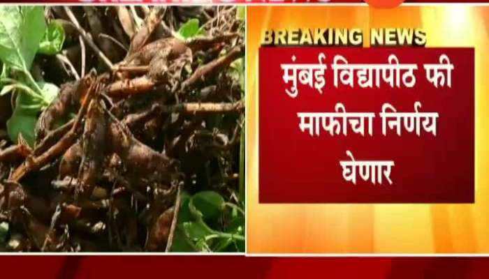Zee24Taas Impact As Mumbai University Planning To Waiveoff Fees Of Farmers Childrens