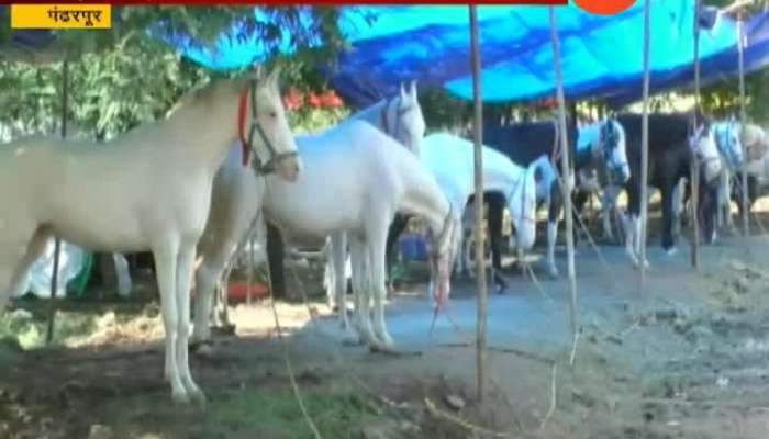 Pandharpur Horse Trading Market On Good Note From Last Ten Days