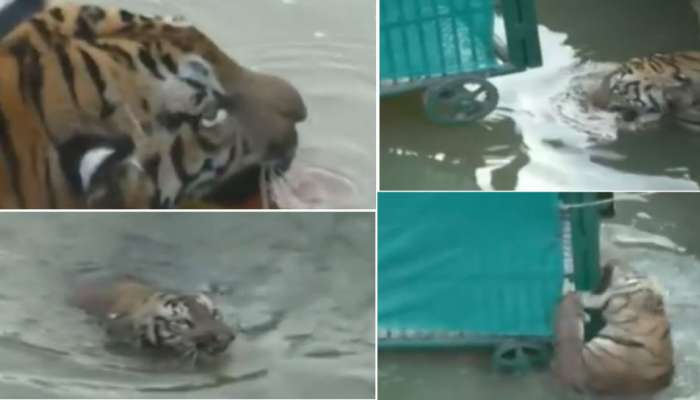 सिरणा नदीपात्रात अडकलेल्या जखमी वाघाचा मृत्यू 