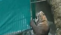 नदीत पडलेल्या 'त्या' जखमी वाघाचा दुर्देवी अंत