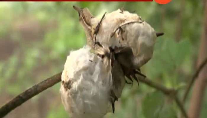 Jalgaon Farmers get loss of cotton in rain