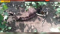 अमरावती : पथ्रोड-सिंदी परिसरात पुन्हा काळविटाची शिकार