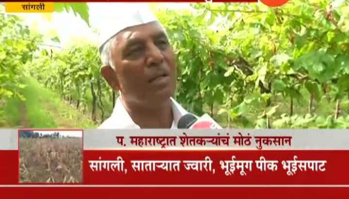 Sangli Farmer Reaction On Grapes Farm Destroyed From Returning Monsoon