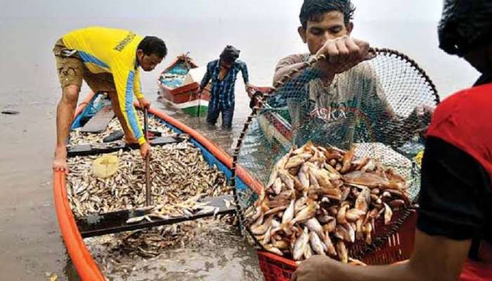 मासे खाणं महागलं; मच्छीमारही मेटाकुटीला