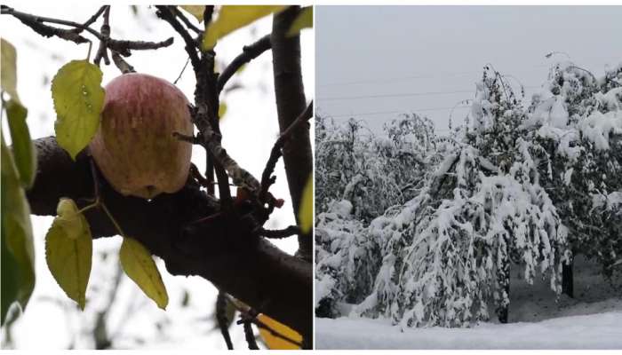  बर्फवृष्टीमुळे जम्मू काश्मीरमध्ये सफरचंद, बदामाच्या झाडांचे नुकसान 