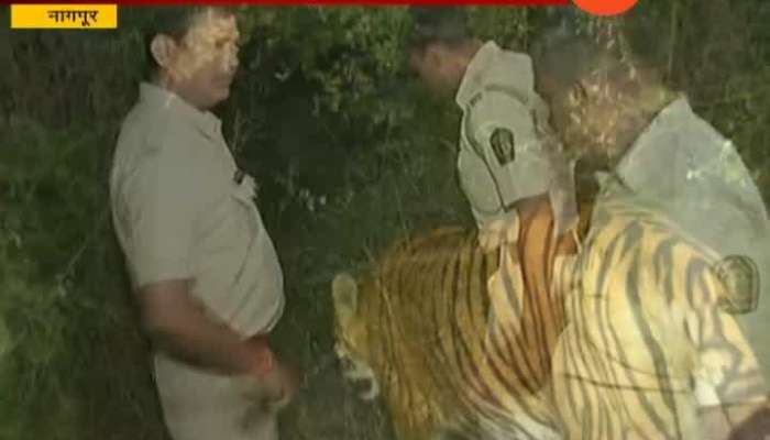 Nagpur Mehan Tiger Seen In Area