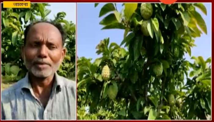 Jalna Farmers Earning Profit From Custard Apple Farming