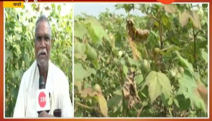 Wardha Farmers in Problem As Cotton Crops Affected By Pest Attack
