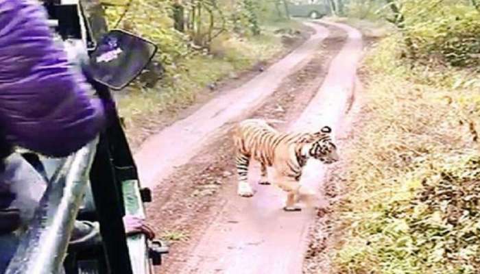 रणथंबौर नॅशनल पार्कमधील वाघीणीचा थरार, व्हिडीओ व्हायरल