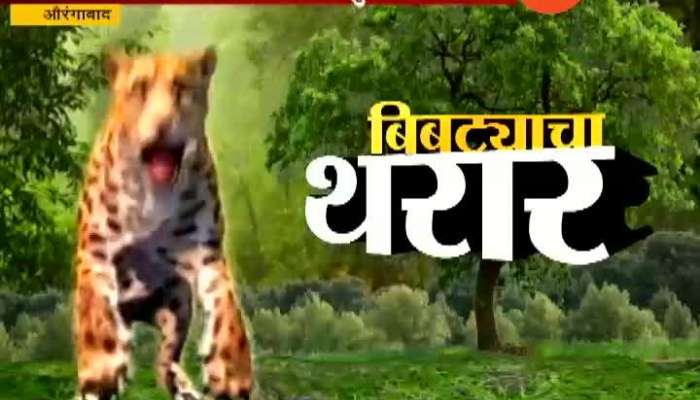 Aurangabad Forest Department Success In Dart To Leopard Update