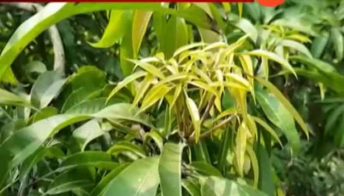 Raigad Farmers In Problem As Mango Season To Delay