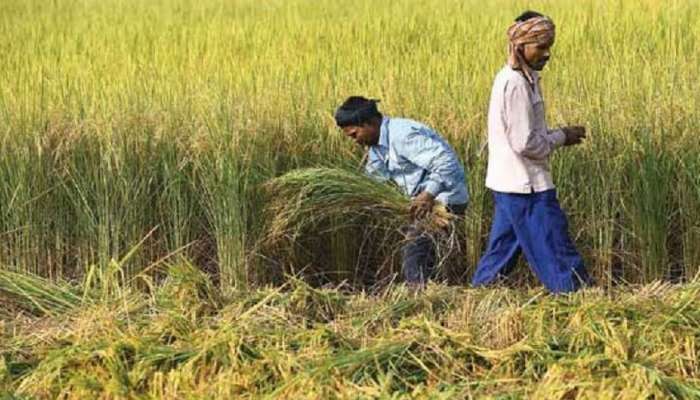 मराठवाड्यात रब्बी हंगाम जोरात, हरभरा पिक चांगलं येण्याची शक्यता