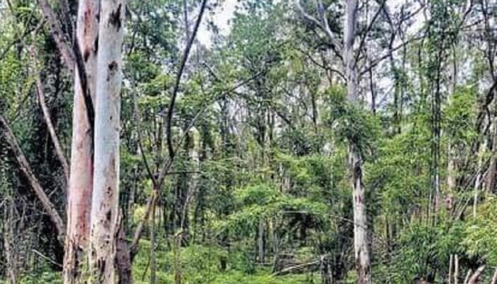 बाळासाहेबांच्या स्मारकासाठी वृक्षतोड, शिवसेनेच्या भूमिकेवर प्रश्नचिन्ह?