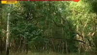 औरंगाबाद | बाळासाहेबांच्या स्मारकासाठी वृक्षतोड, शिवसेनेच्या भूमिकेवर प्रश्नचिन्ह