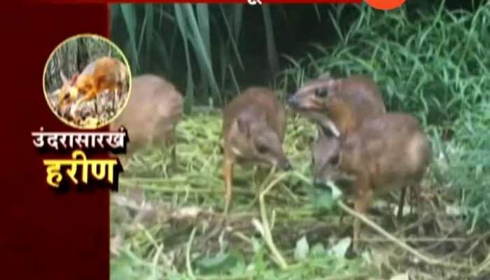 Rare Species Of Mouse Deer Spotted In Vietnam