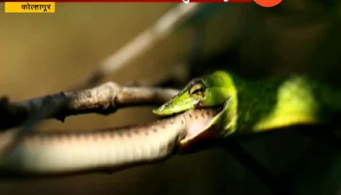 One Snake swallows another snake at Radhanagari Jungle in Kolhapur