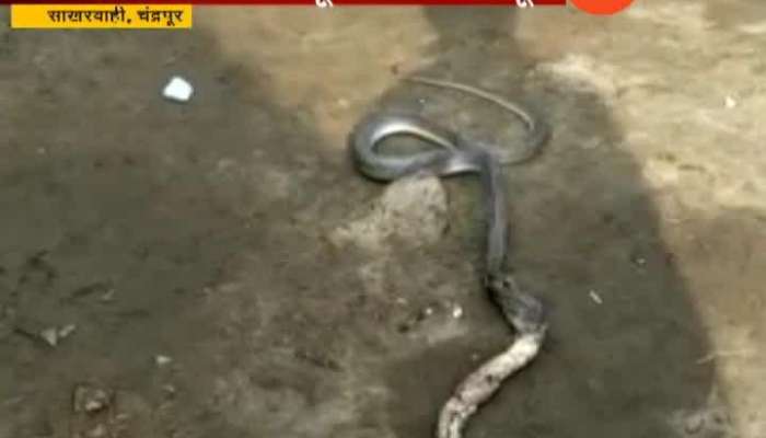 Chandrapur Snake Throws Up Cotton After Swallowing