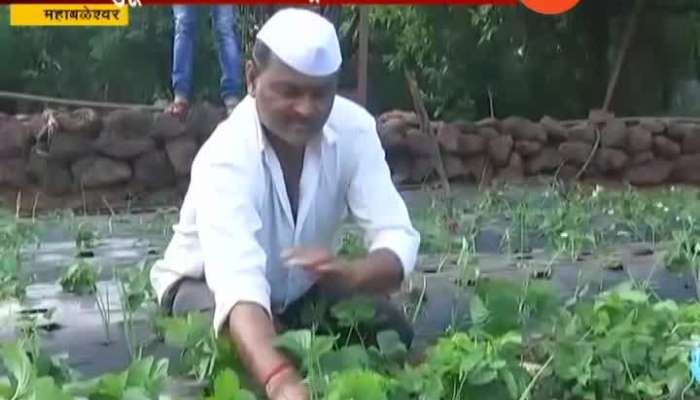 Mahabaleshwar Delay In Strawberry Production Farmers In Problem