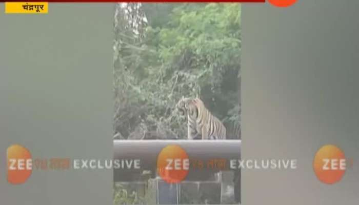 Chandrapur Tiger Seen On Water Pipe Line Near Thermal power project