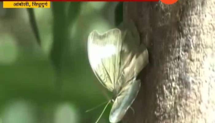 Sindhudurg Various Species Of Butterflies Found In Amboli
