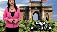 मुंबईत घरीच गांजाची शेती, आरोपीला जेलची हवा