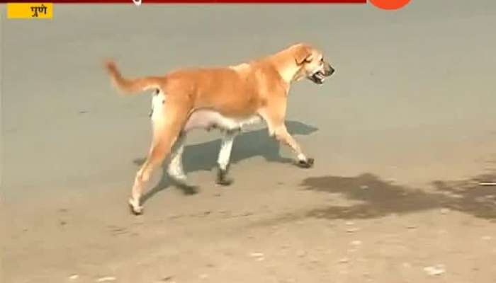 Pune People In Fear Of Stray Dogs For Biting 50 Peoples In Week