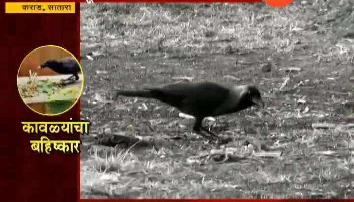 Satara Village Where Crows Boycott Pind Daan From Last 35 Years