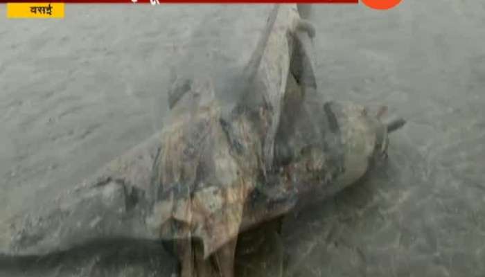 Dolphin Dead found in Vasai sea