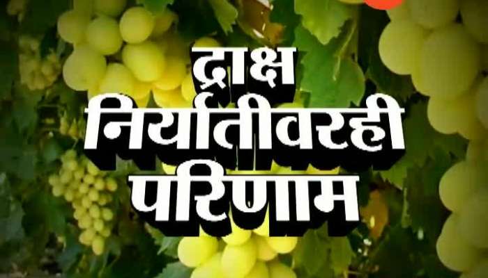 Nashik Uncertain Climate Affect On Grapes