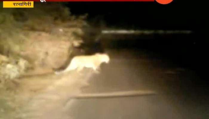 Ratnagiri Leopard Seen In Rajapur District