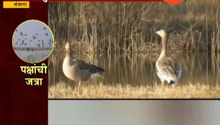 Bhandara Birds MIgrated From Foreign Countries Have Increased