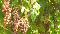 अवकाळी हवामानाचा द्राक्षाला फटका; द्राक्ष निर्यातीवरही परिणाम