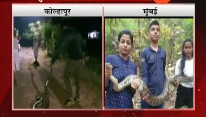 Kolhapur And Mumbai Snake Catchers Caught Indian Pythons In Residential Area