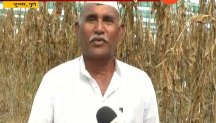 Pune, Junner Farmers Cheated From Rizwan Seeds Company