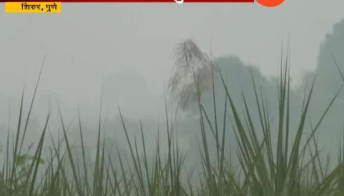 Pune,Shirur Farmer Loss Uncertain Rain