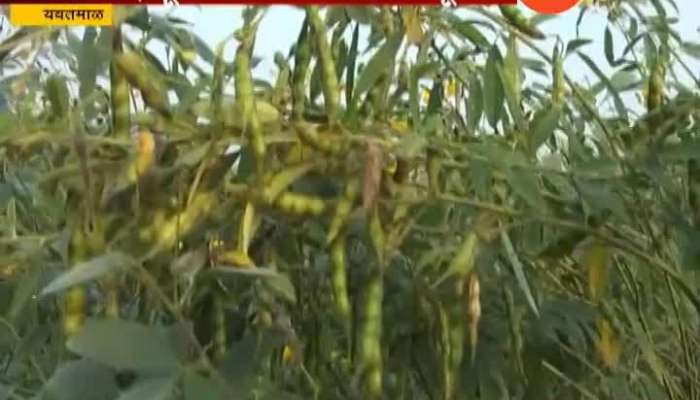 Insects damage crops in Maharashtra