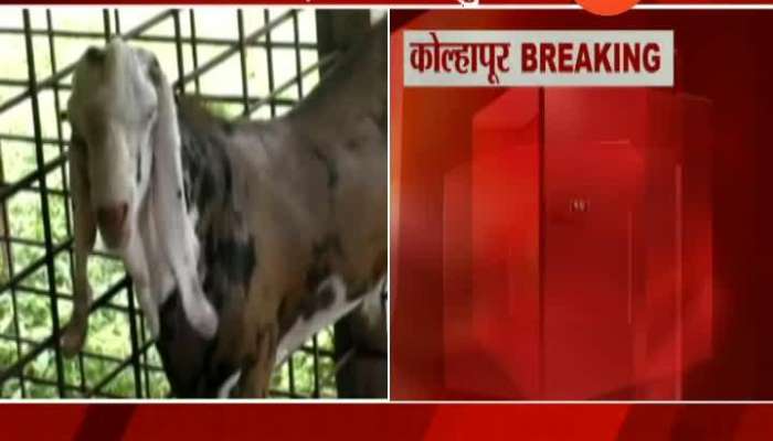 Kolhapur Goat Robbery