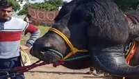 अकोल्याच्या कृषी प्रदर्शनात 'बाहुबली'चा बोलबाला