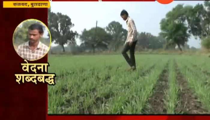 Buldana Farmers Crop Lost from Uncertain Heavy Rain Written In Poem By Farmer