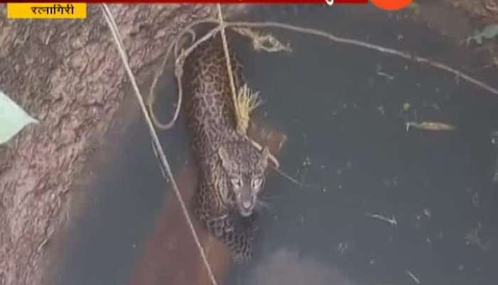 Ratnagiri Forest Department Successfully Rescued Leopard Fallen In Well