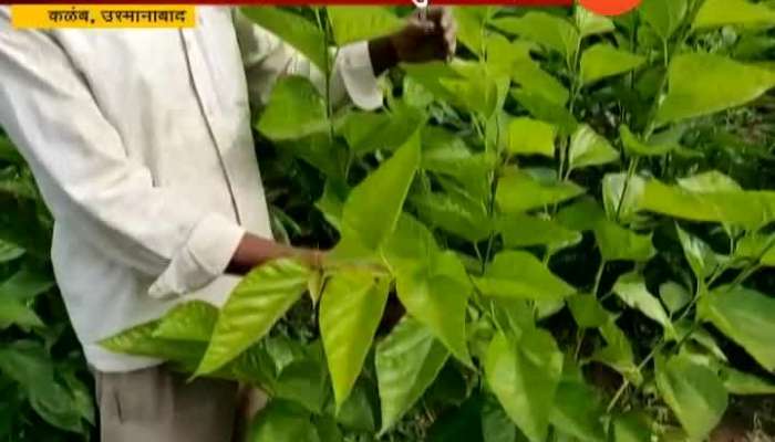 Osmanabad Farmers Turns To Silk Farming from Traditional Farming