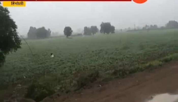 Hingoli Unseasonal Heavy Rain Damages Rabi Crops