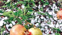 रब्बीच्या पिकाला अवकाळी पावसाचा फटका