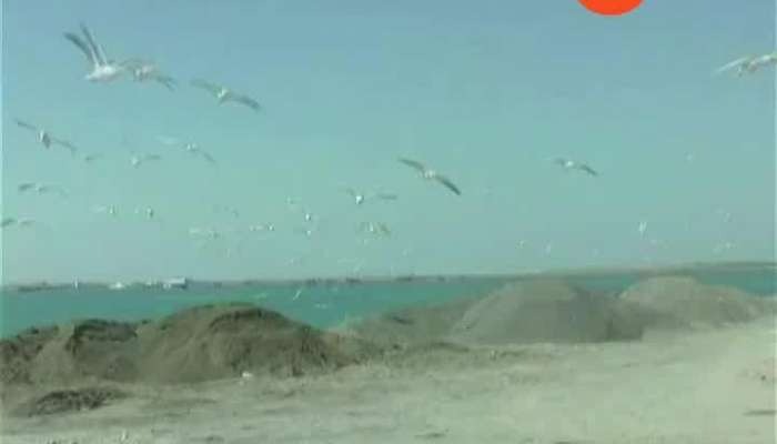 foreign Birds coming in Porbandar