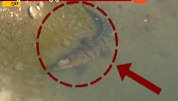 Mulund Crocodile Found at construction site