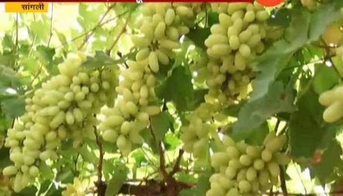Sangli Begning Of Grapes Season Postponed From Uncertain Rain Farmers In Problem