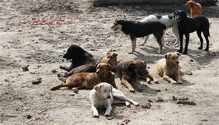 भटके कुत्रे आणि मोकाट गुरांच्या उपद्रवामुळे रत्नागिरीकर हैराण 