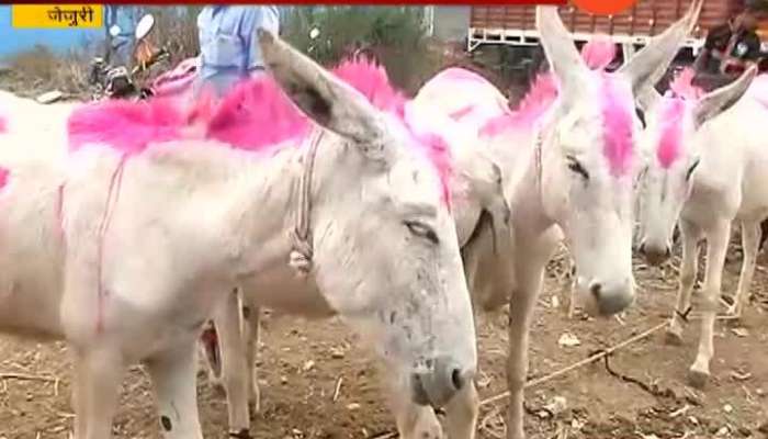 Jejuri Donkey Trading Market Turnover On Lakhs