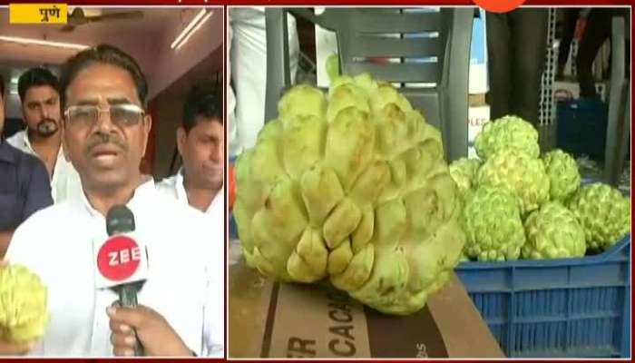 Pune Farmers Got All Rights Of New Developed Seed For Custerad Apple